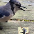 commented item thumbnail