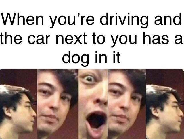 When you are driving and the car next to you has a dog in it - meme