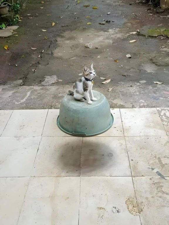 Levitating kitten bowl - meme