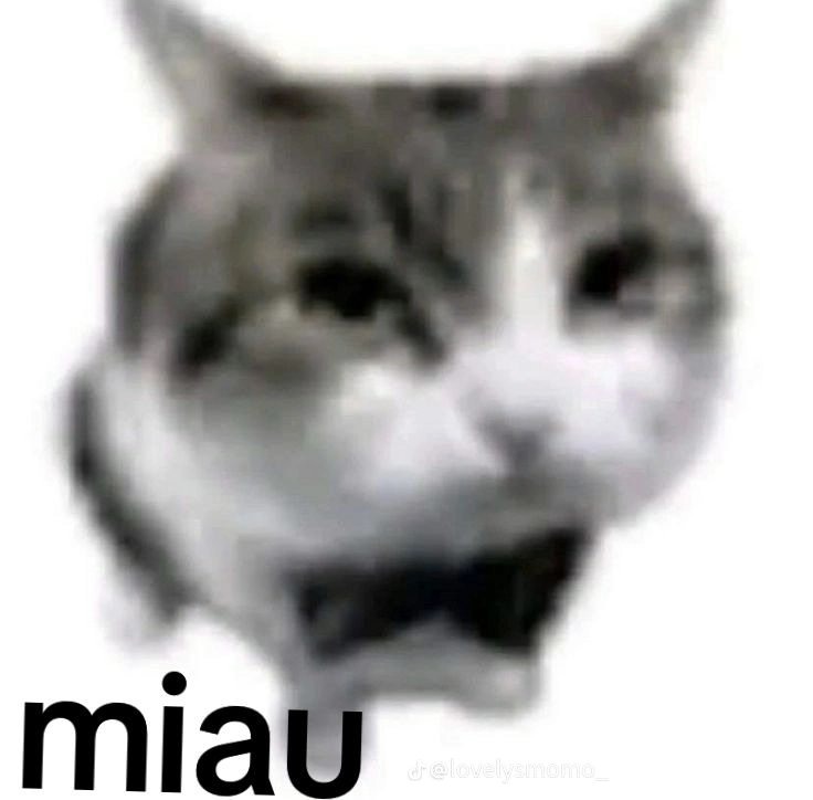 Dicen que soy un gato yo: - meme