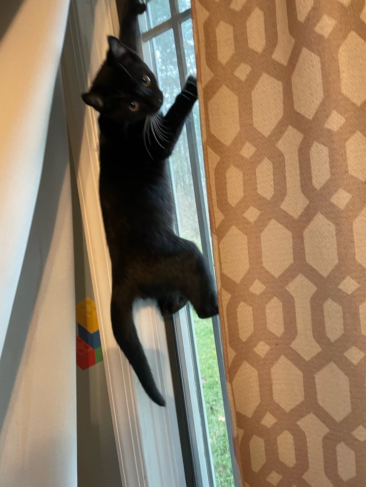 Coco :) - meme