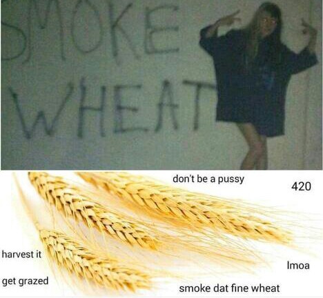 Smoke wheat - meme