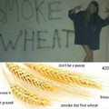 Smoke wheat
