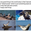 happy banana seals