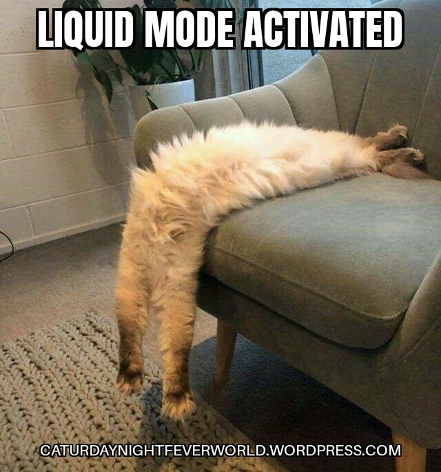 Cats are liquid funny pose - meme