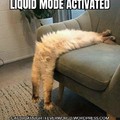 Cats are liquid funny pose