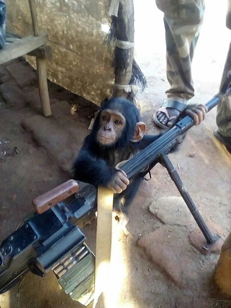 mono con una metralleta - meme