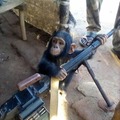 mono con una metralleta