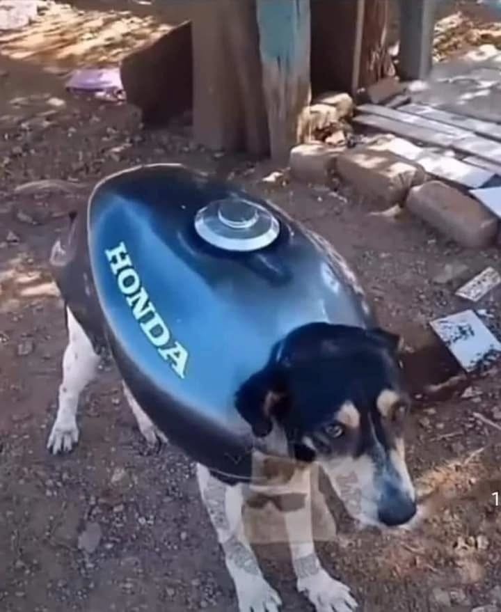 duro - meme