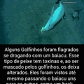 Golfinhos Estupradores :[