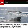 We didn't consider the whales