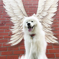 An Angel got their wings