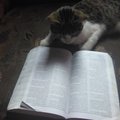 Gato Leyendo la Biblia