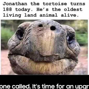 Jonathon the turtoise - meme