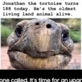 Jonathon the turtoise