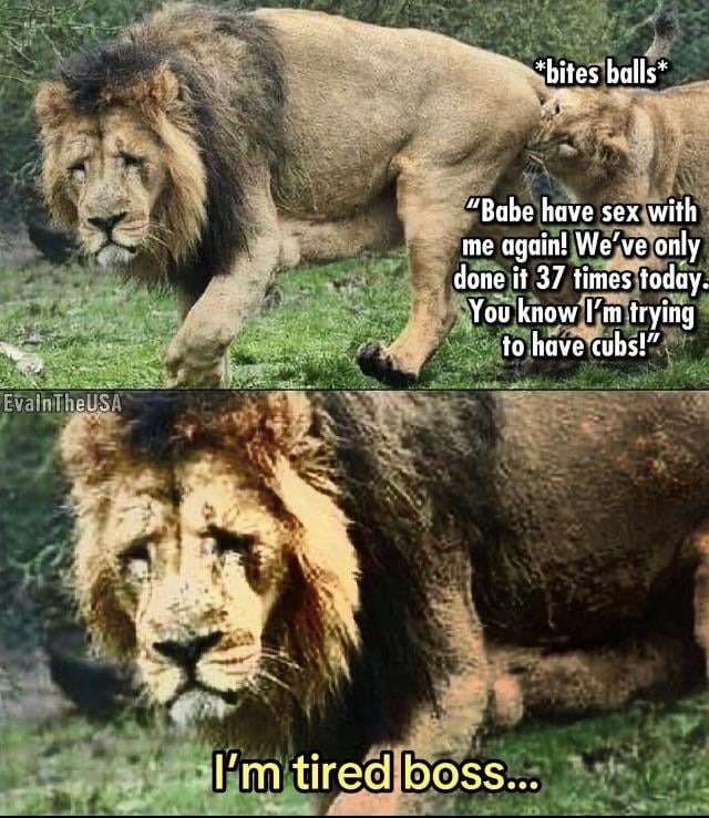 Lion life is a tough life - meme