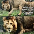 Lion life is a tough life