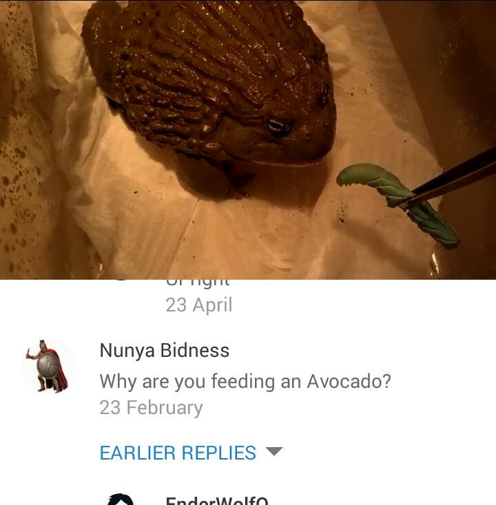 African Bullfrog - meme