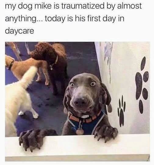 First day of doggy daycare, anxiety level: 9000 - meme