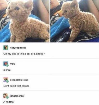 Cat or sheep? - meme