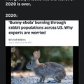 Bunny Ebola