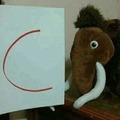 C mamut