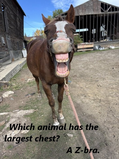 Waht? - meme