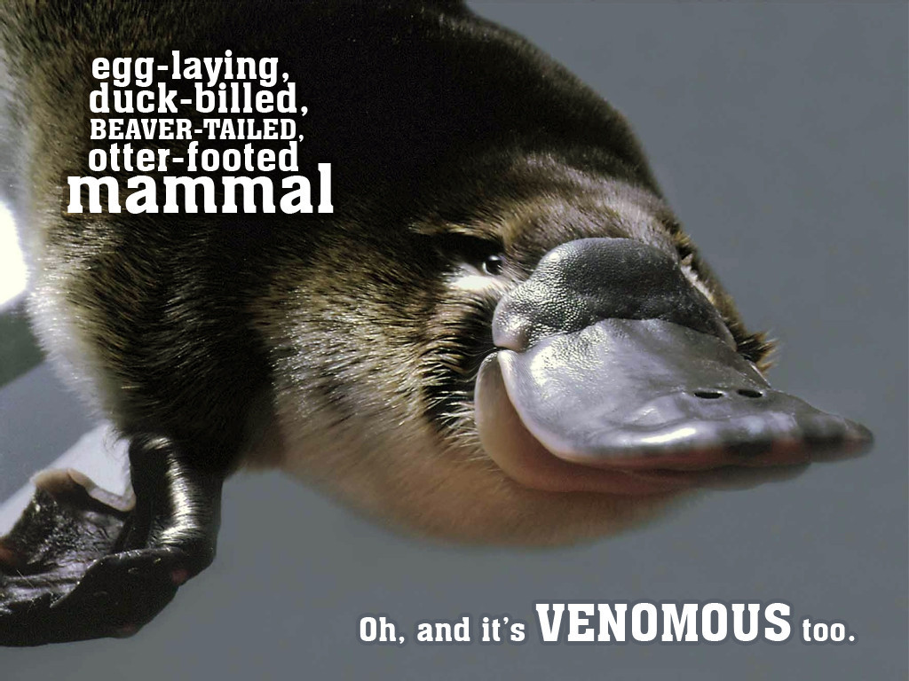 A Platypus, Because why not? - meme