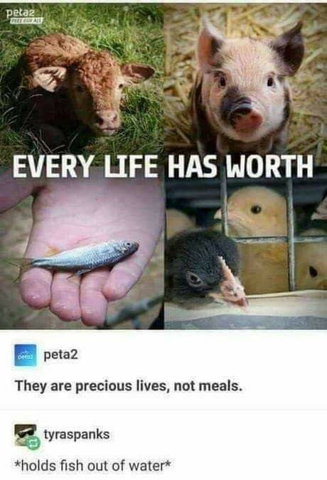 toda vida vale a pena/ eles são vidas preciosas, não comida/ *segurando o peixe fora da água - meme