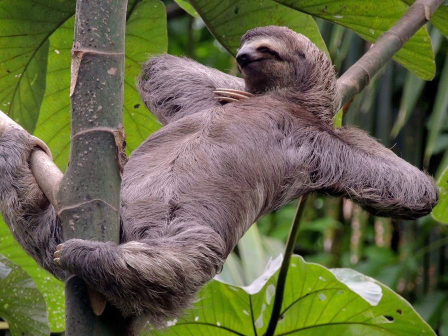 this is a sloth chillin - meme