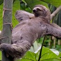 this is a sloth chillin