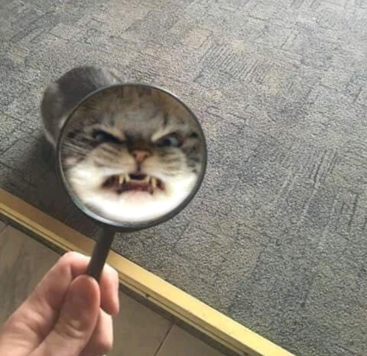 Evil cat xdxd - meme