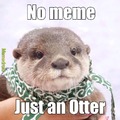Join your local otters