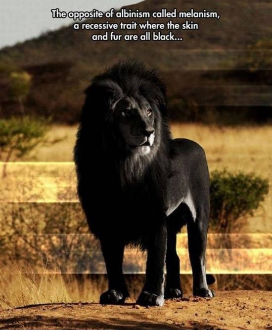 Black lionn - meme