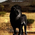 Black lionn