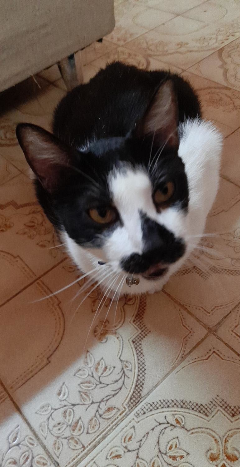 Mascota Reveal - meme