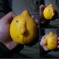 Limones argentinos