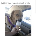Doggos love ice-cream