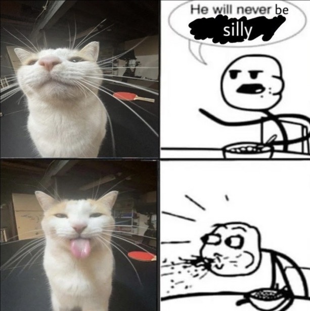Silly cat - meme