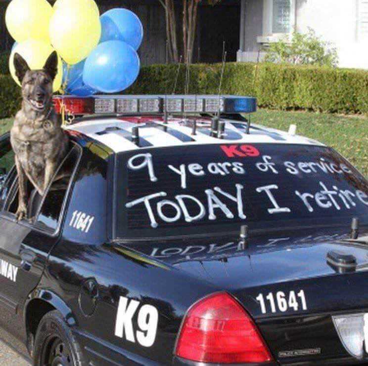 Police dog retires after 9 years of service - meme