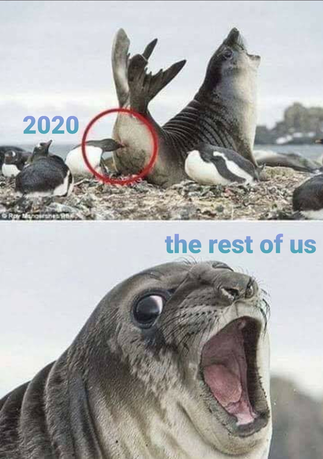 2020 kisses - meme