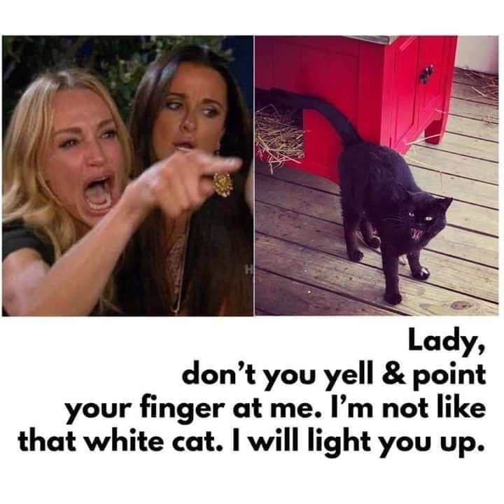 Black cat - meme