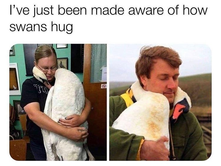 White swan hug - meme