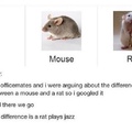Rats can also Ratatouille