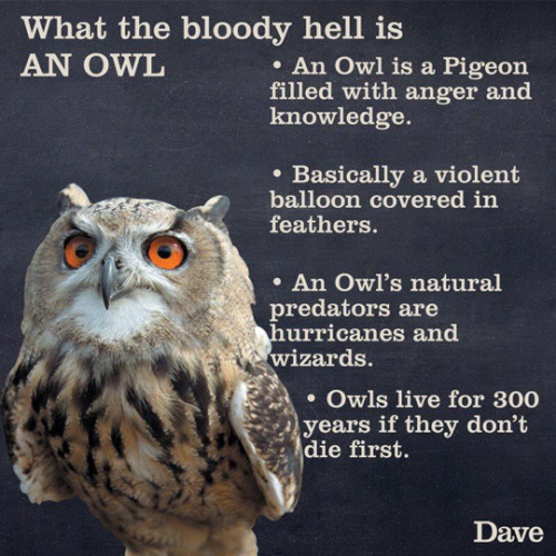 owls are awesome - meme