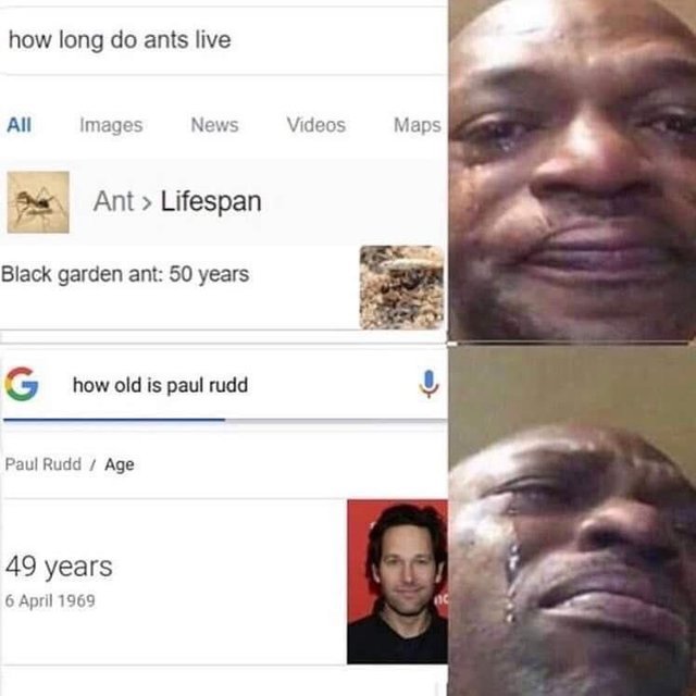 How long do ants live? - meme