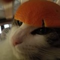 Capitana naranja