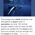 whale cum