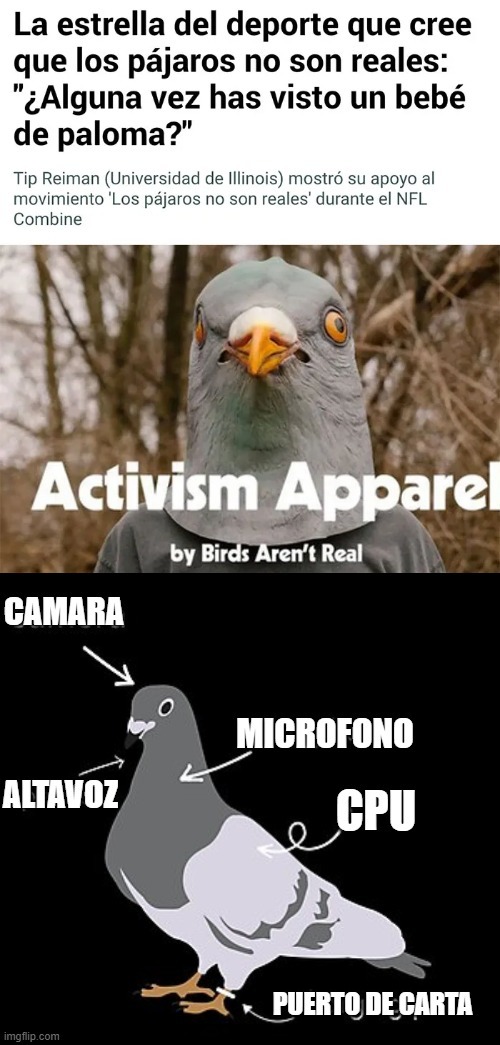 Ahora la conspiración de aves - meme