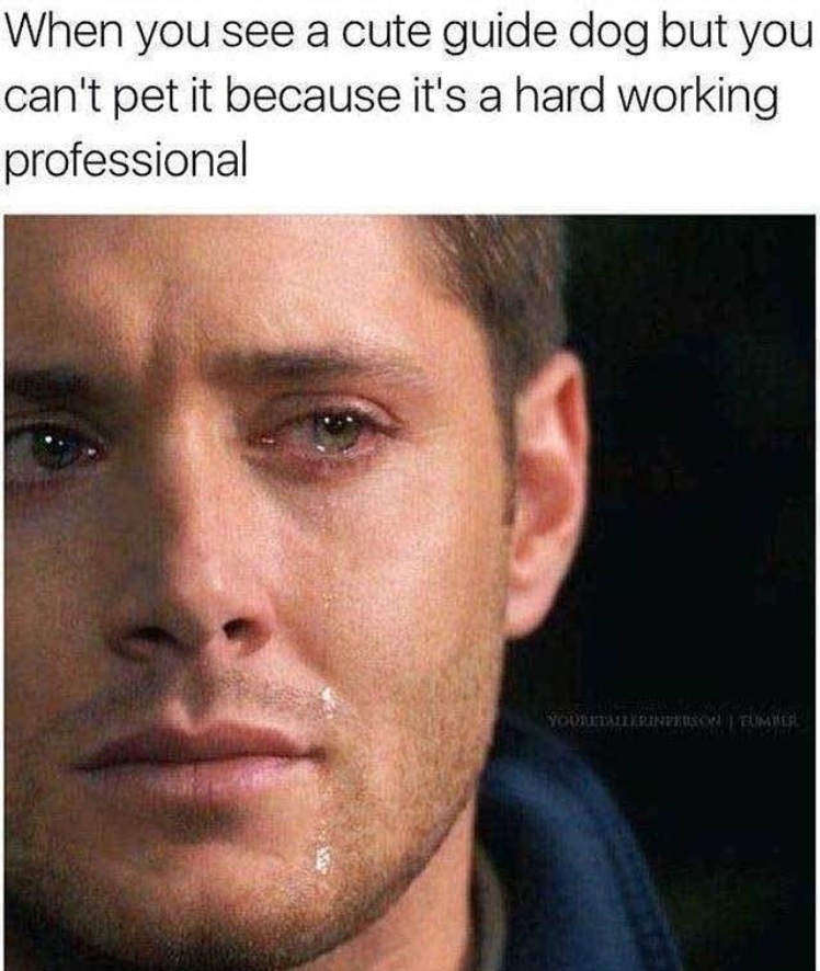 hard working doggo - meme